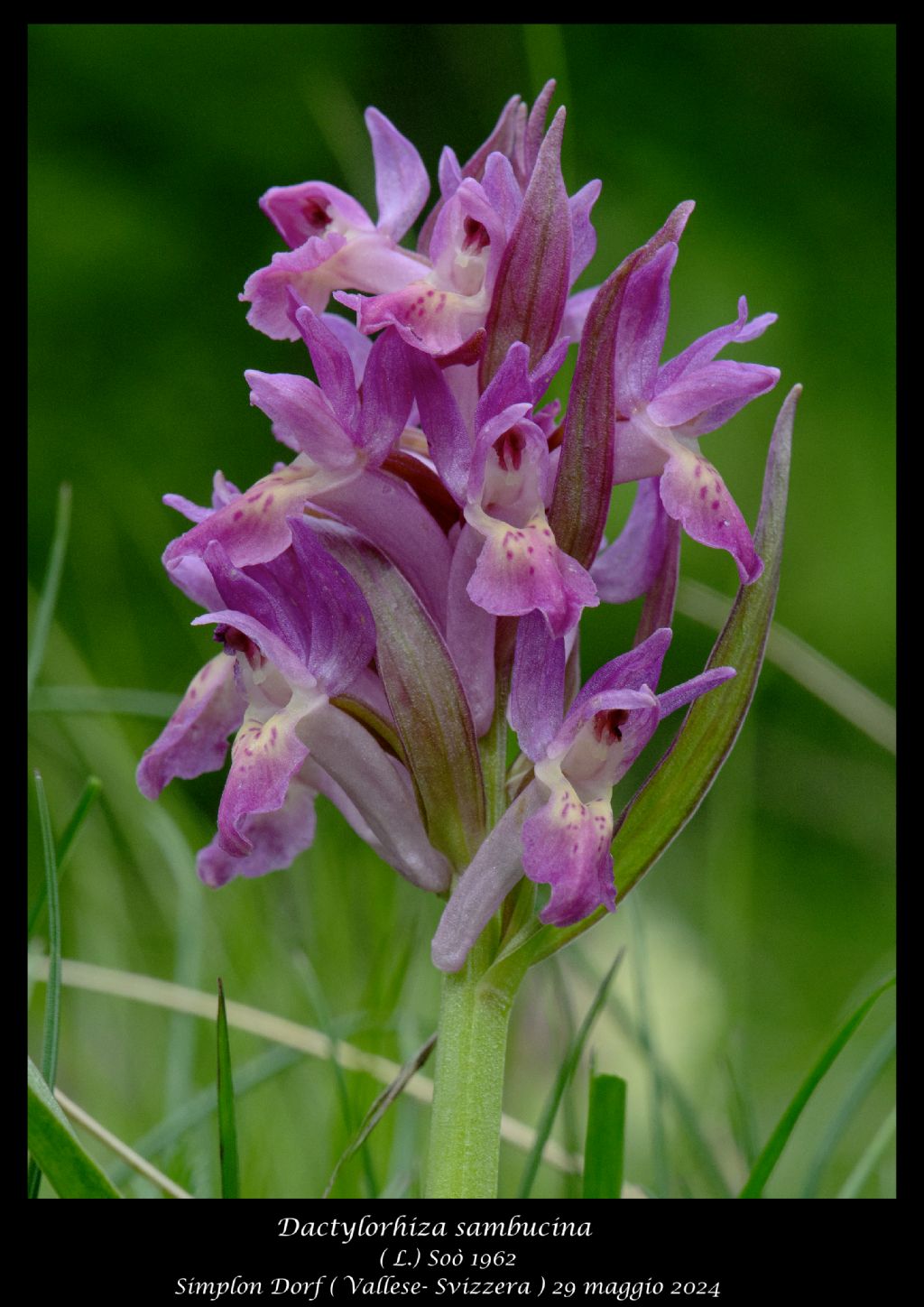 Dactylorhiza sambucina